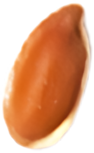 seed-img1